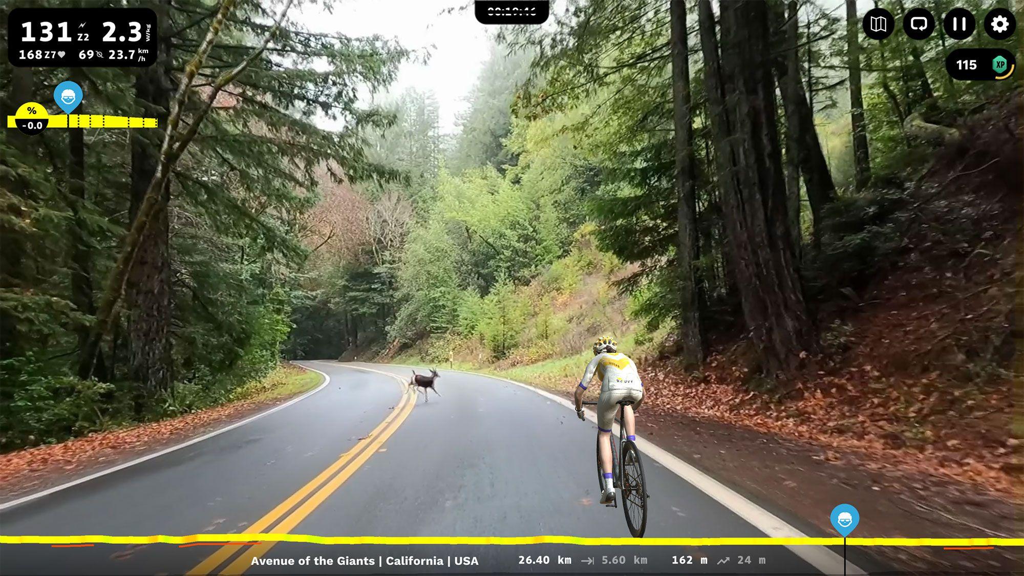 Avenue of the Giants in California USA on ROUVY