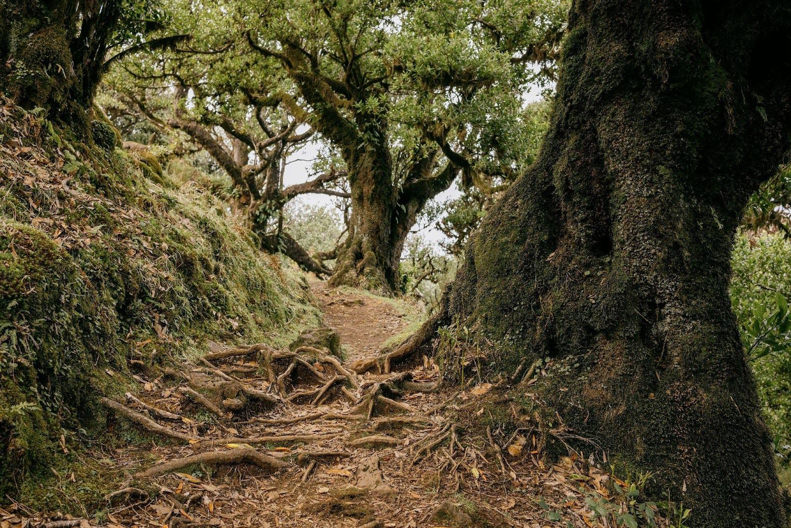 Cycling Madeira - Trails and terrain