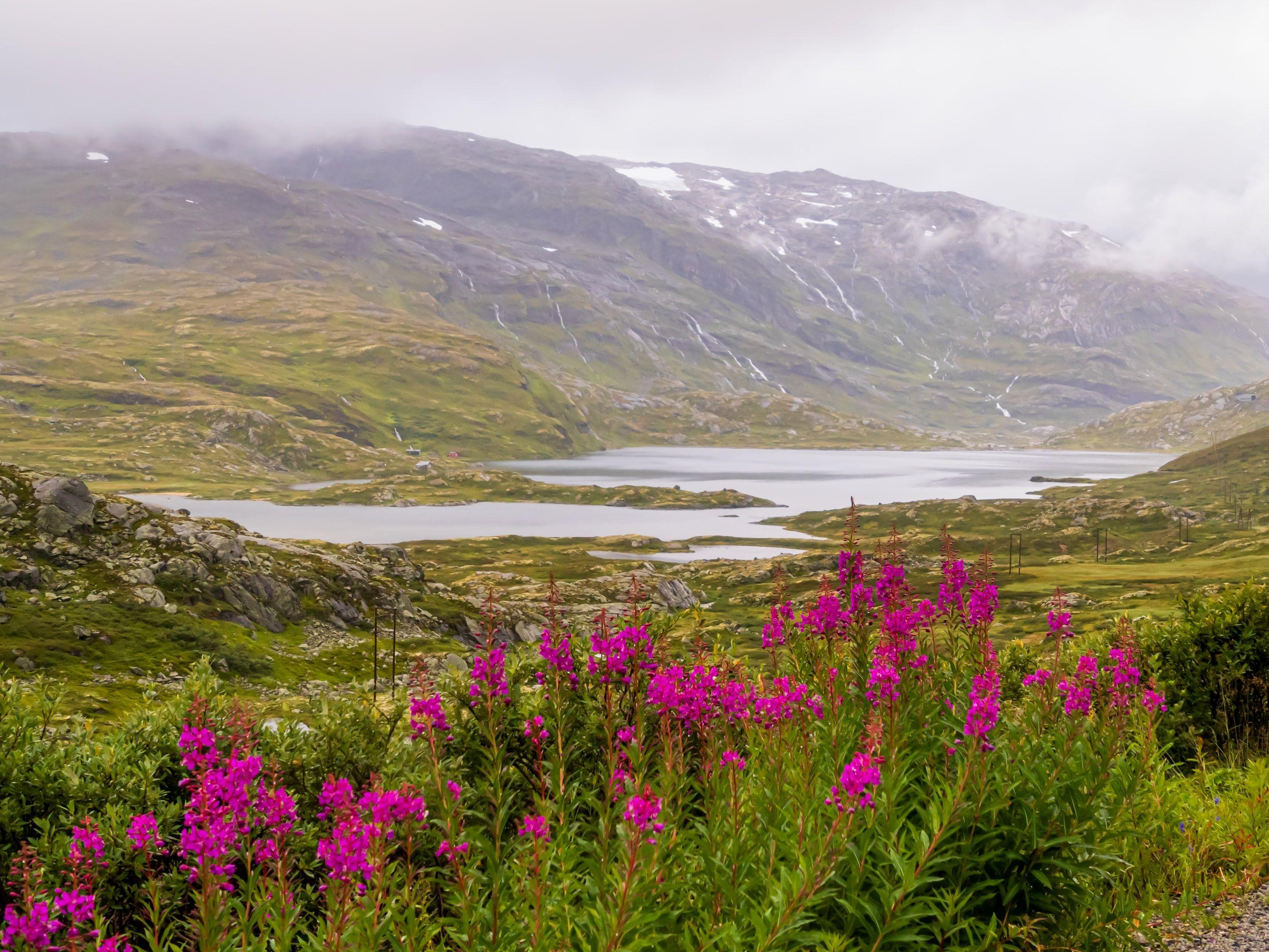 flowers in norway.jpeg