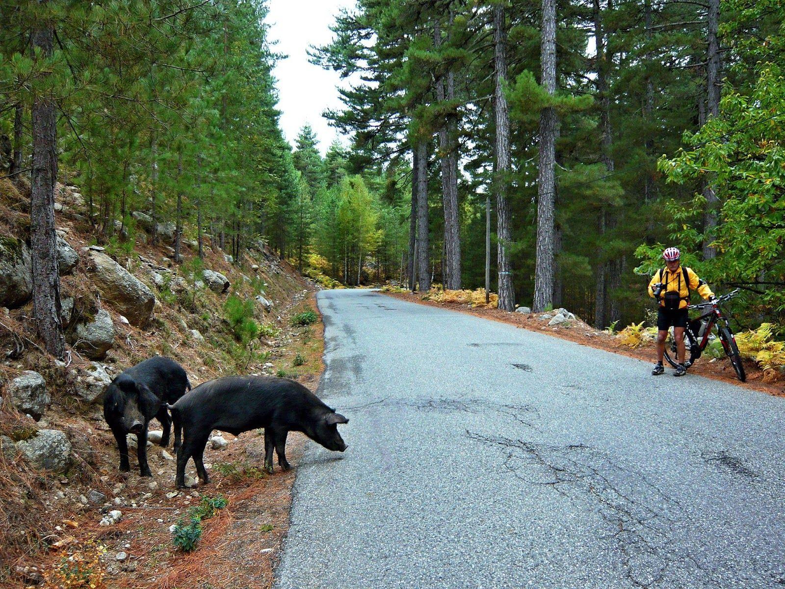wild boar on a road.jpg