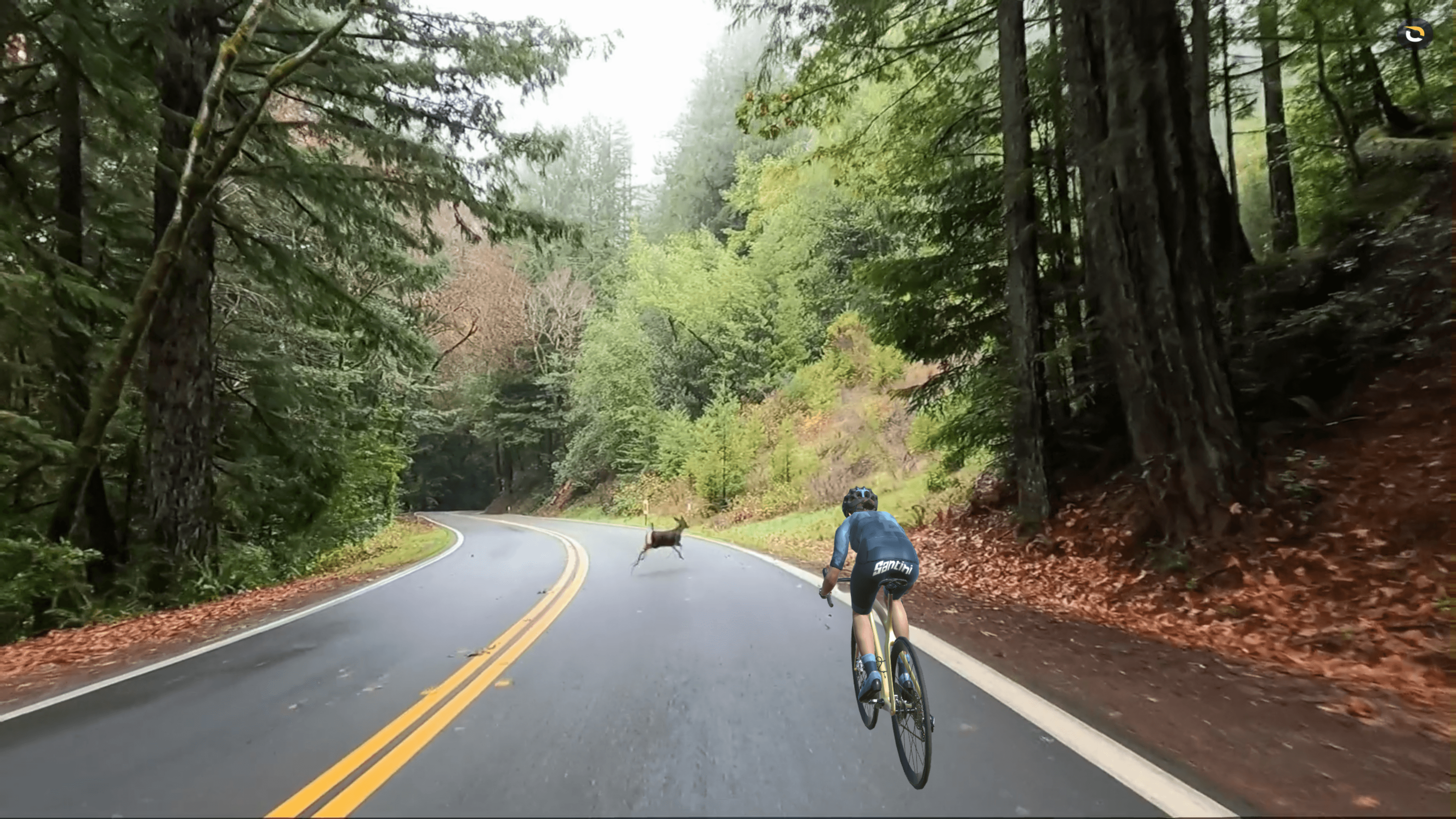 avenue of giants on rouvy.png