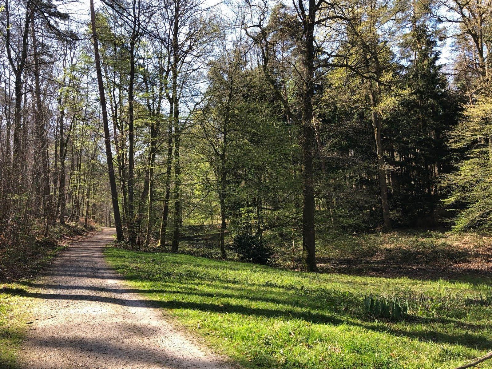 Gravel roads in the Sonian Forest.jpg