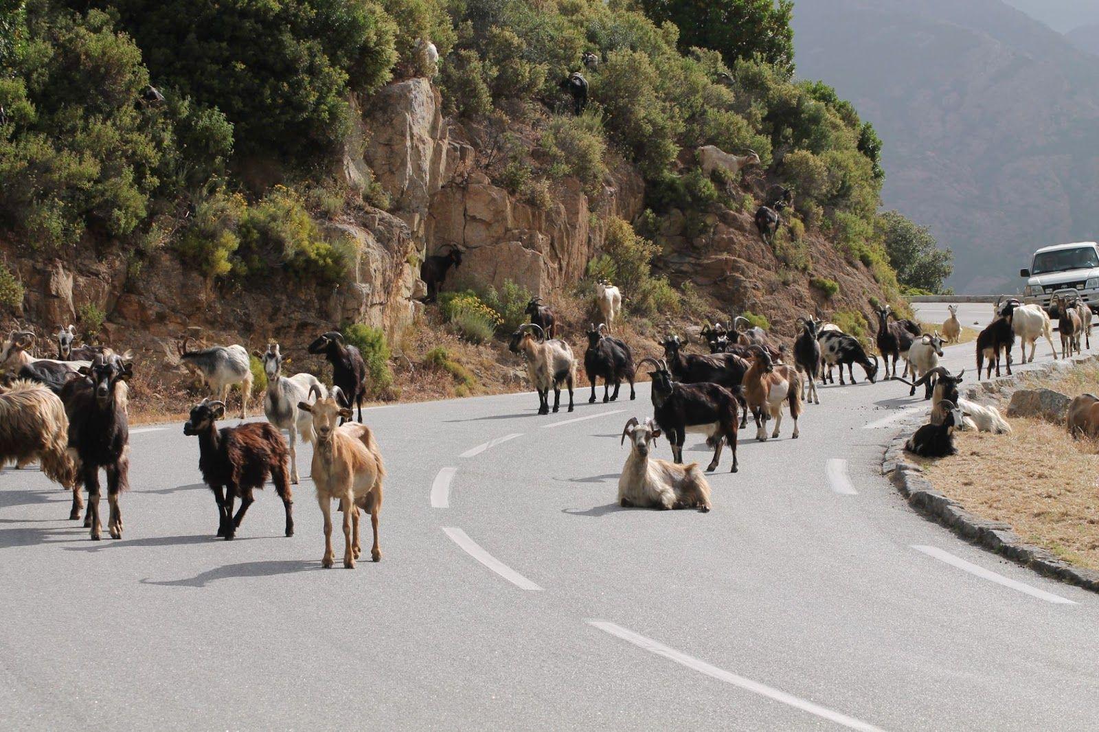goats on some roads.jpg
