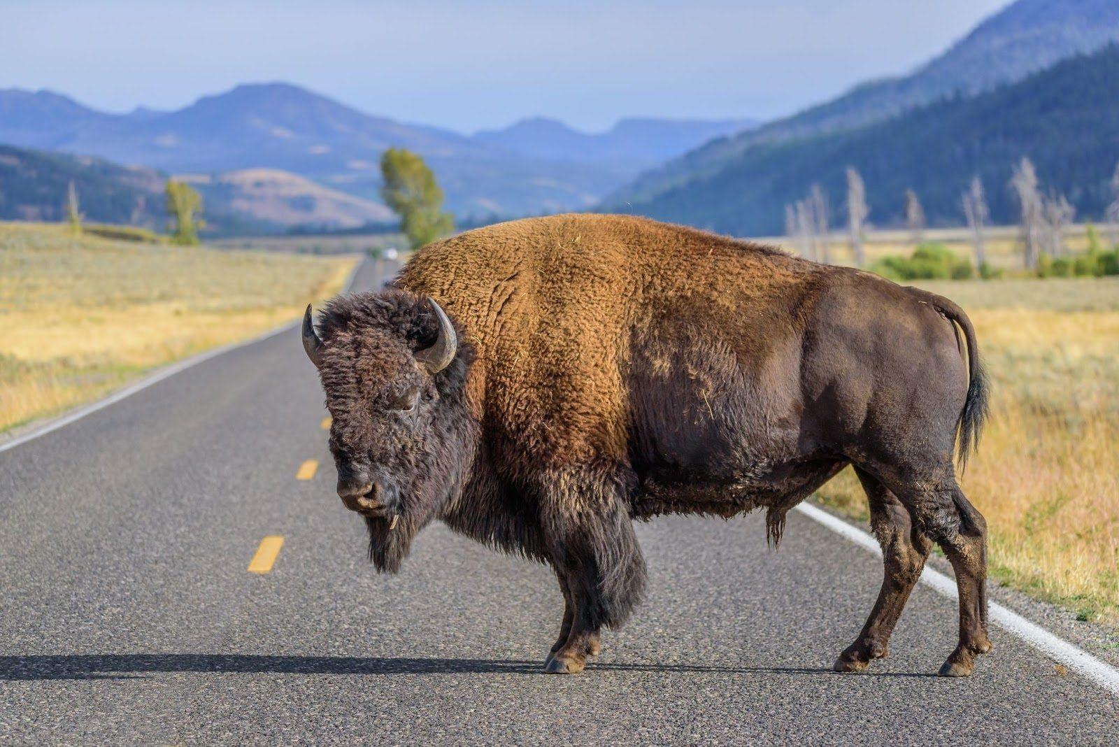 bison.jpg