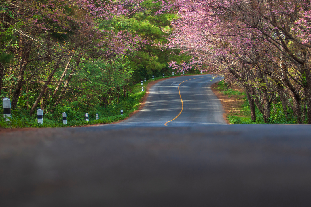 BIWAICHI Cherry Blossom Course | Japan
